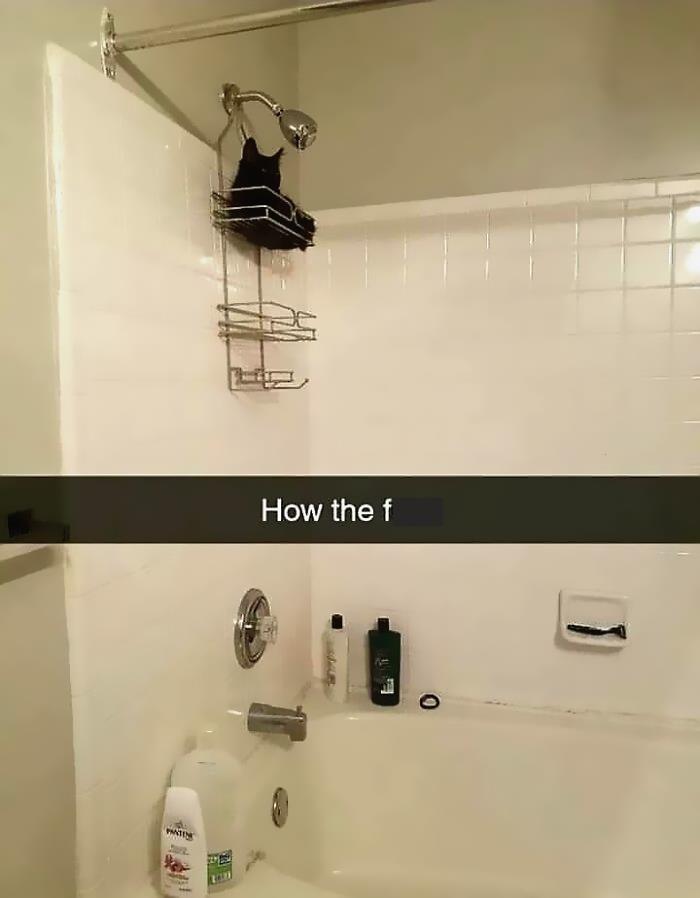 Funny-Cat-Jokes-Memes-Meow-Incorporated