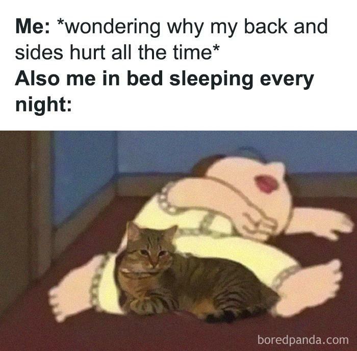 Funny-Cat-Jokes-Memes-Meow-Incorporated