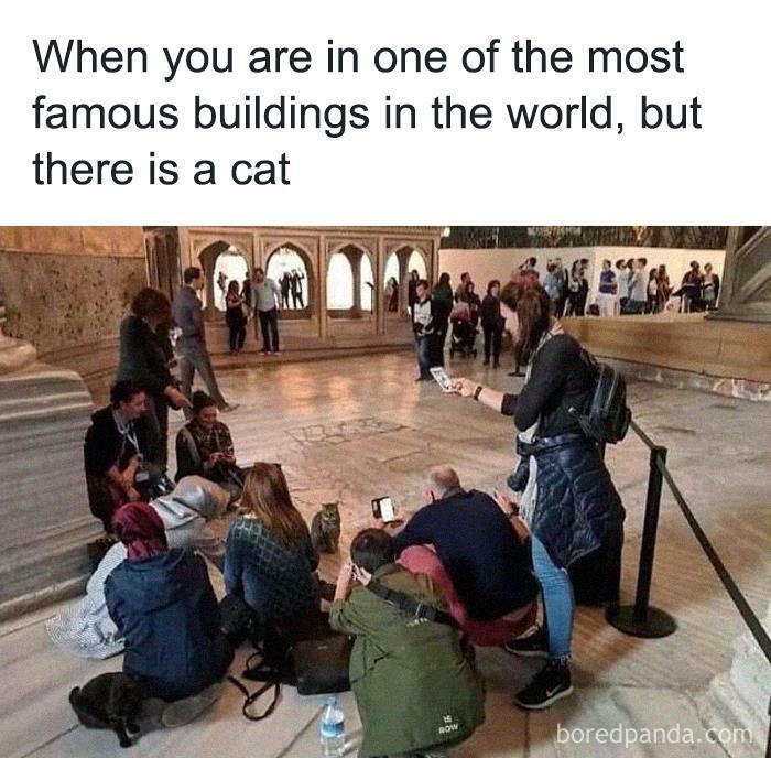 Funny-Cat-Jokes-Memes-Meow-Incorporated