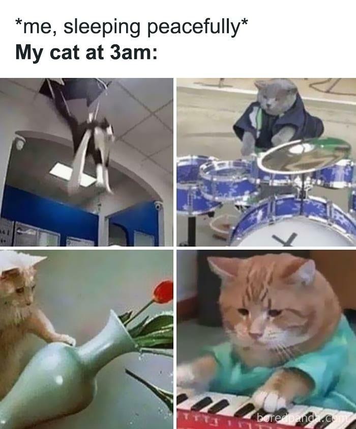 Funny-Cat-Jokes-Memes-Meow-Incorporated