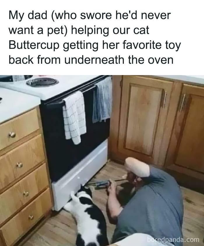 Funny-Cat-Jokes-Memes-Meow-Incorporated