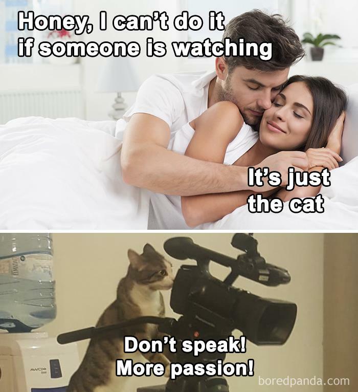 Funny-Cat-Jokes-Memes-Meow-Incorporated