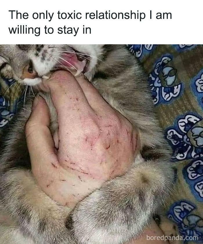 Funny-Cat-Jokes-Memes-Meow-Incorporated