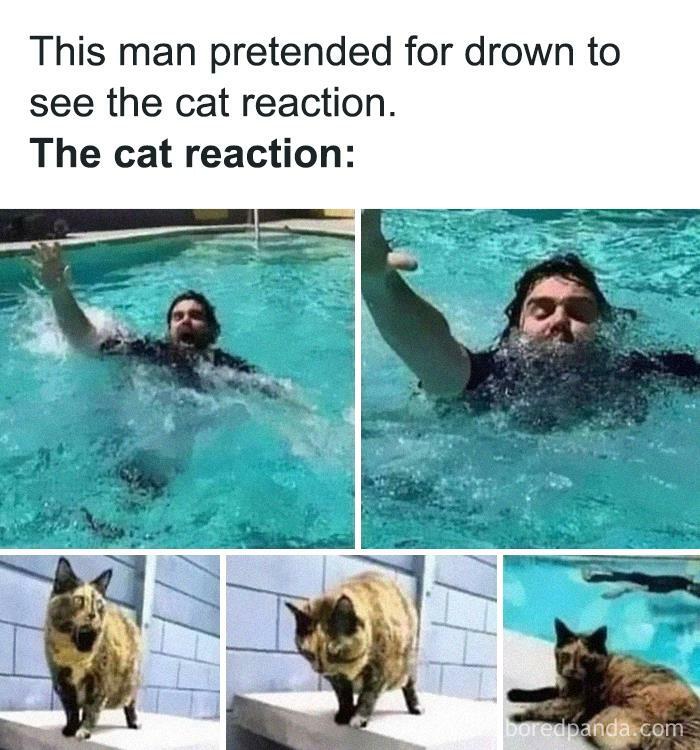 Funny-Cat-Jokes-Memes-Meow-Incorporated