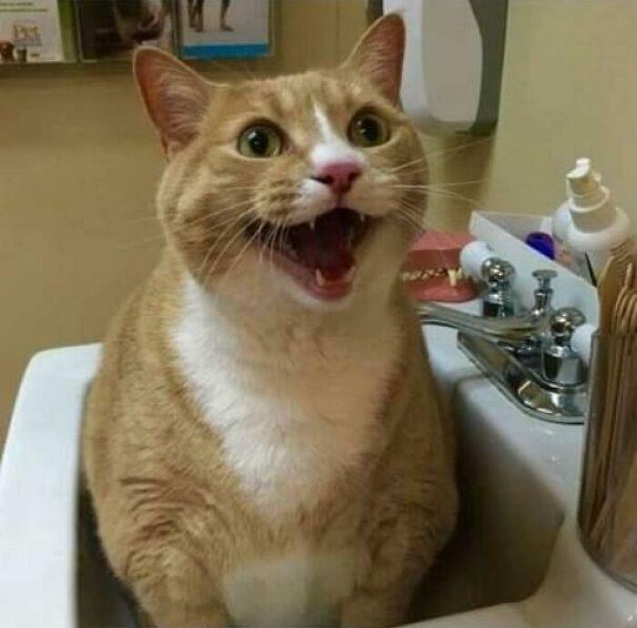 Toby's Favorite Part Of Going To The Vet Is Getting To Sit In This Sink