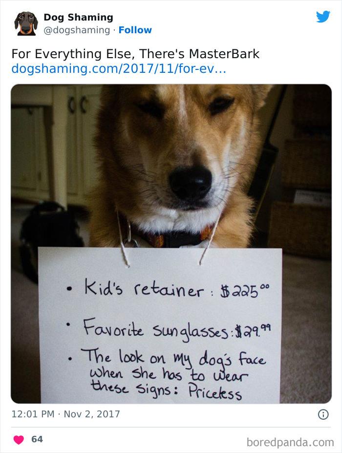 Funny-Dog-Shaming-Pics