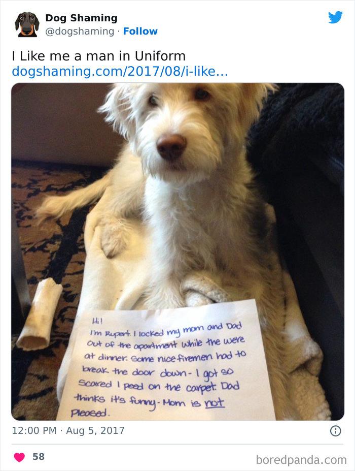 Funny-Dog-Shaming-Pics