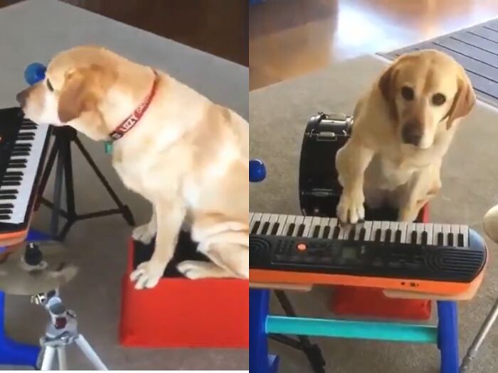 This Video Of A Dog Playing Piano Might Be The Most Incredible Thing You'll Ever See On The Internet This Video Of A Dog Playing Piano Might Be The Most Incredible Thing You'll Ever See On The Internet