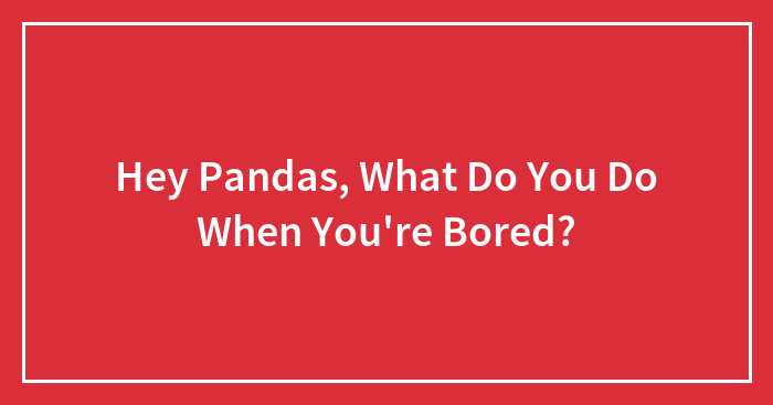 Hey Pandas, What Do You Do When You’re Bored?