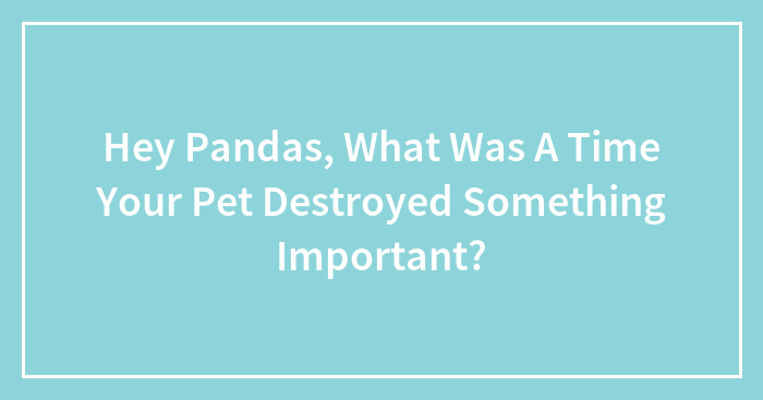 Hey Pandas, What Was A Time Your Pet Destroyed Something Important? (Closed)