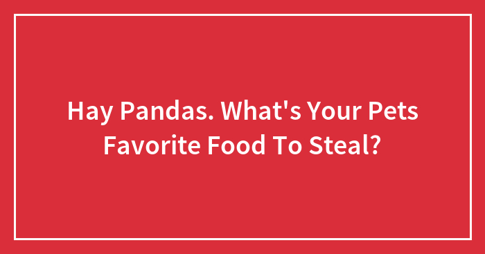 Hay Pandas. What’s Your Pets Favorite Food To Steal?