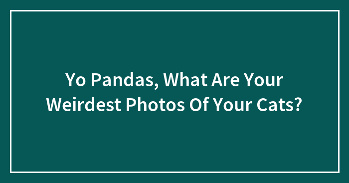 Yo Pandas, What Are The Weirdest Things Your Cat Has Done?
