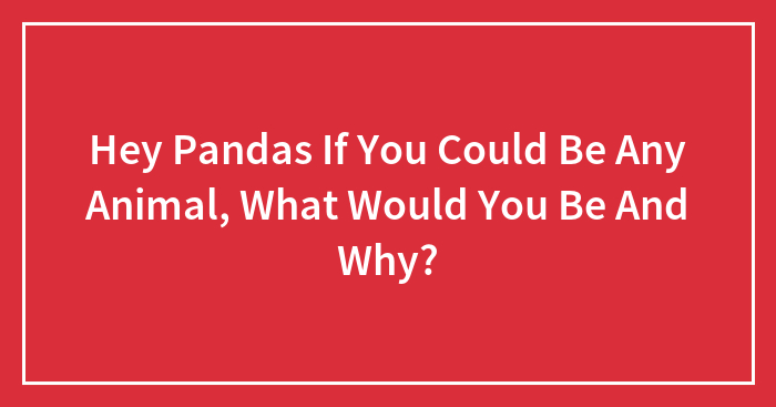 Hey Pandas If You Could Be Any Animal, What Would You Be And Why?