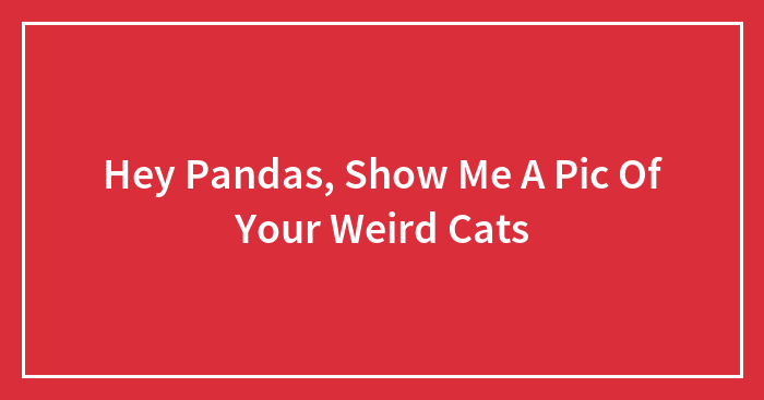 Hey Pandas, Show Me A Pic Of Your Weird Cats
