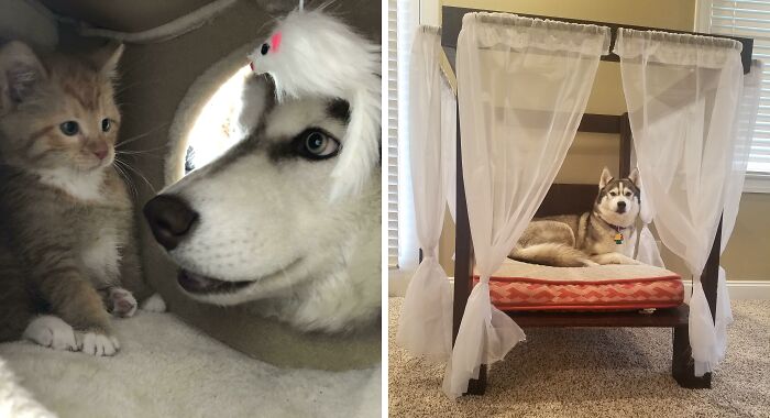 200 Siberian Huskies That Will Melt Every Dog Lover’s Heart