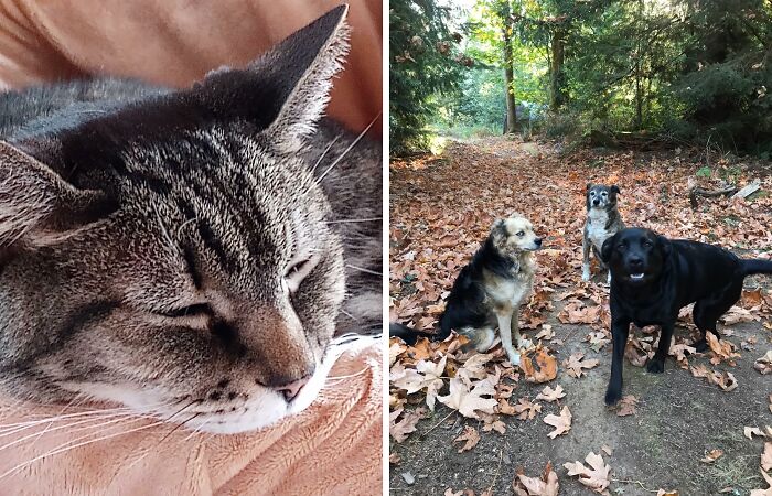 Hey Pandas, Show A Pic Of Your Rescued Or Adopted Pet (Closed)