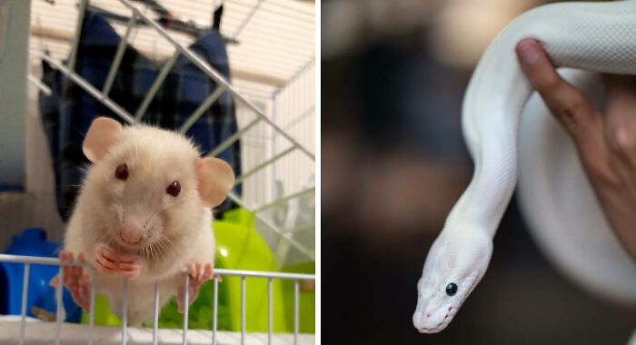 Hey Pandas, Show Me Your Unusual Pets (Closed)