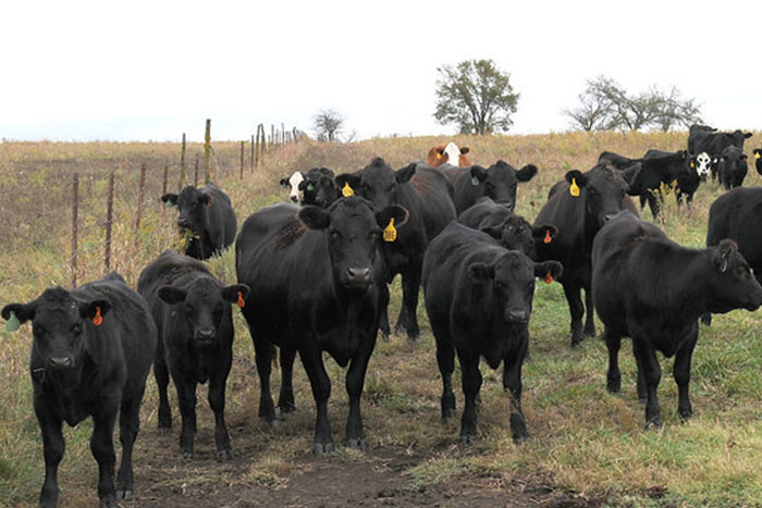 "Mozzarella Sticks": 40 Life-Threatening Things That Are More Deadly Than Most People Think