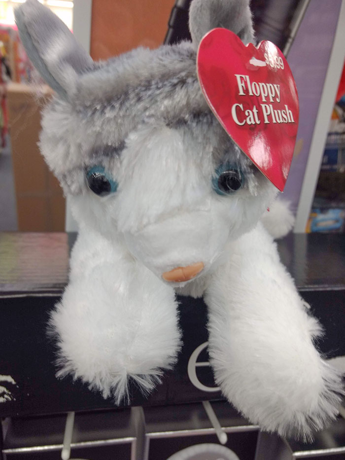 A Valentine's Cat. I Think