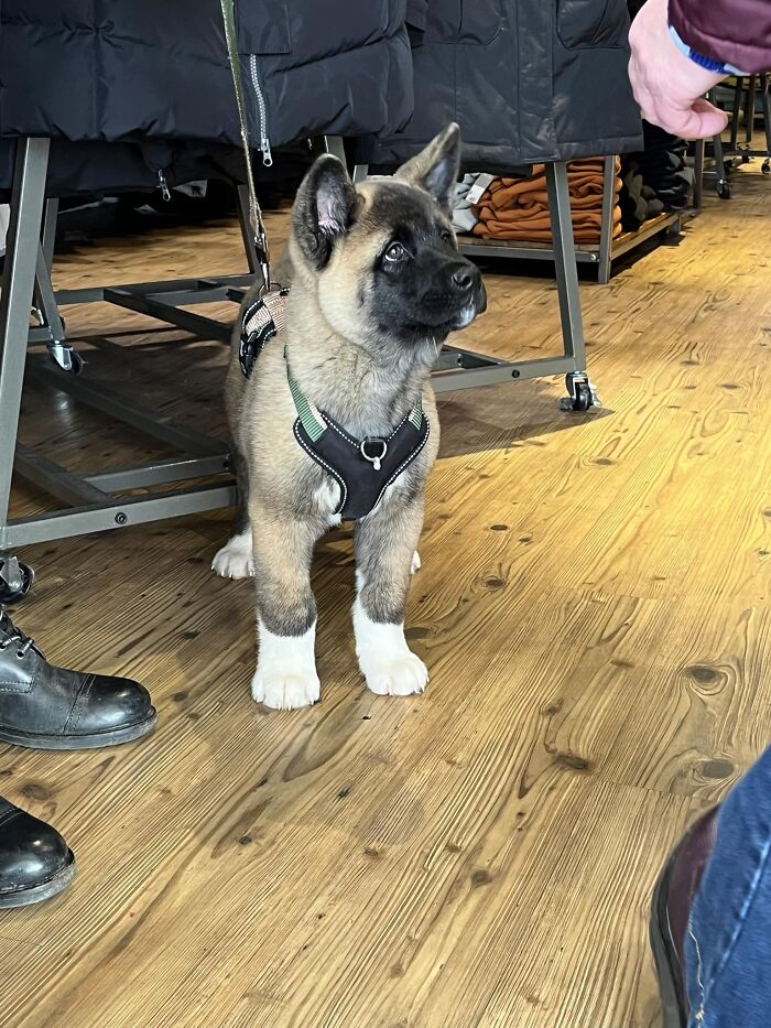 ¡Casi lloro cuando conocí a este adorable cachorro Akita de 11 semanas! ¡Era tan amistoso y suave!