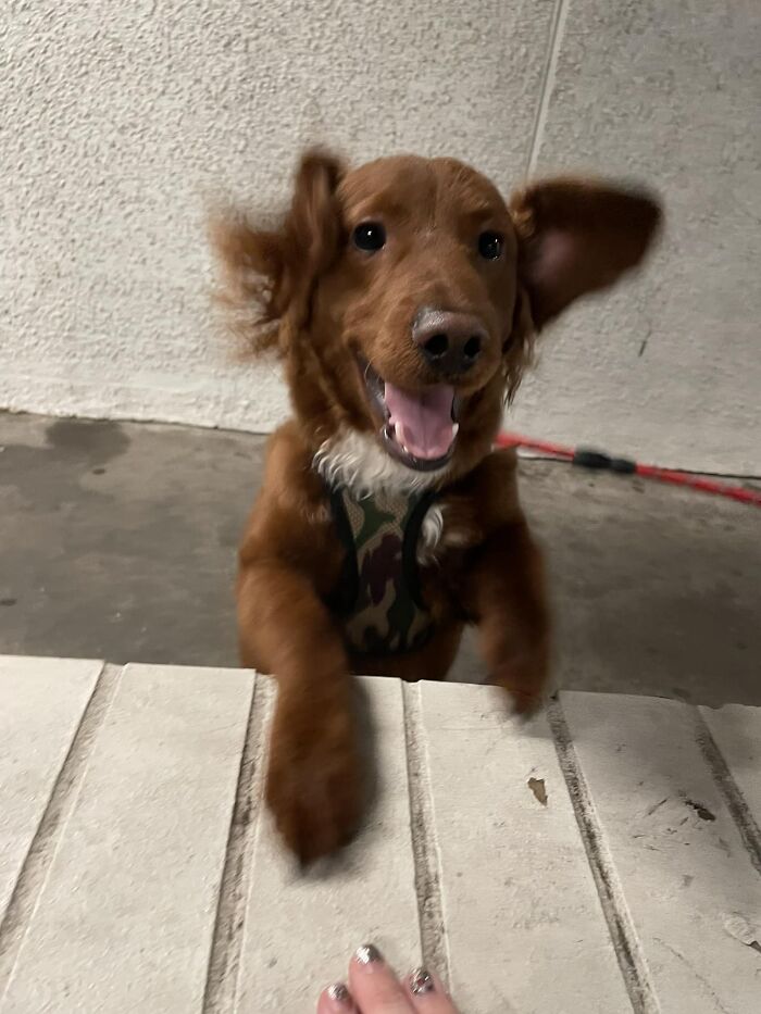 Spotted Draco In Queens NY! He Was So Excited To See People That He Barked When Someone Didn’t Say Hello
