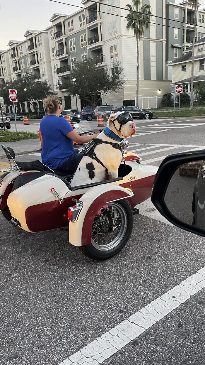 I Thought You’d All Love Bruce Just As Much As I Did