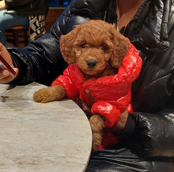 ¡Vi a esta monada de 8 semanas en un café!