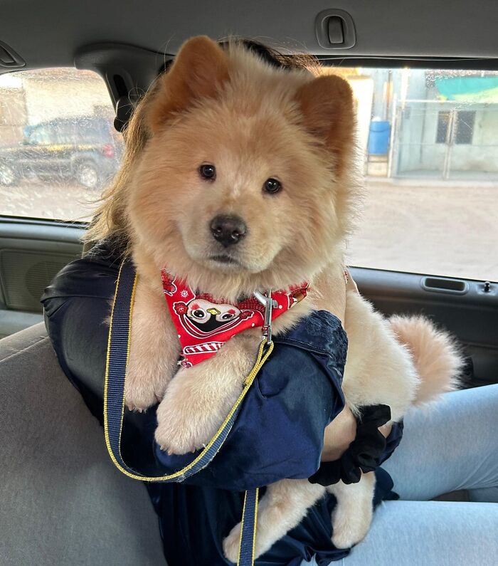 Conocí a este lindo bebé. Su nombre es Auggie y es un Chow