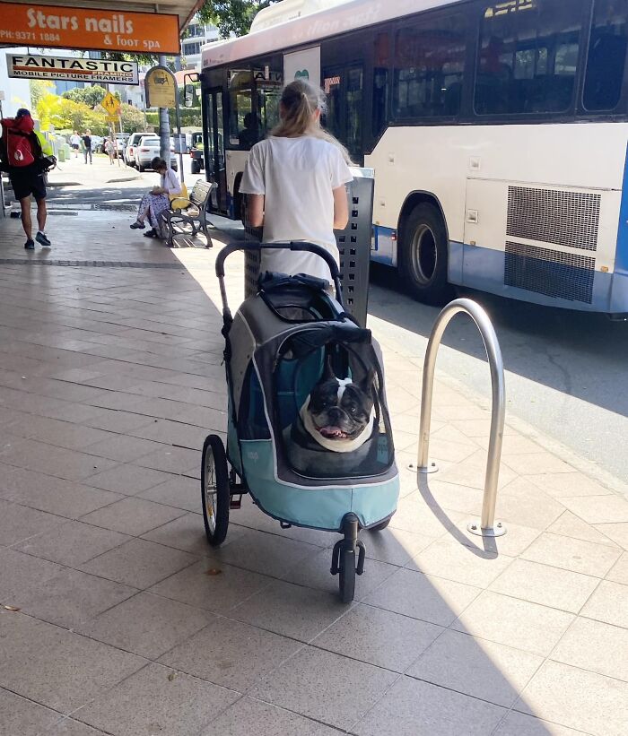 Goodest Boye In Goodest Pram