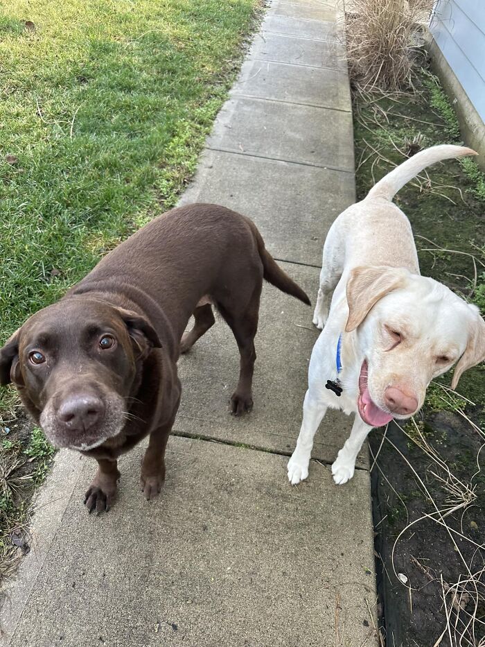 Got Visited Today By These Little Floofs. Their Owners Came To Get Them After A Quick Call. Anyways Say Hi To Miles And Arch!