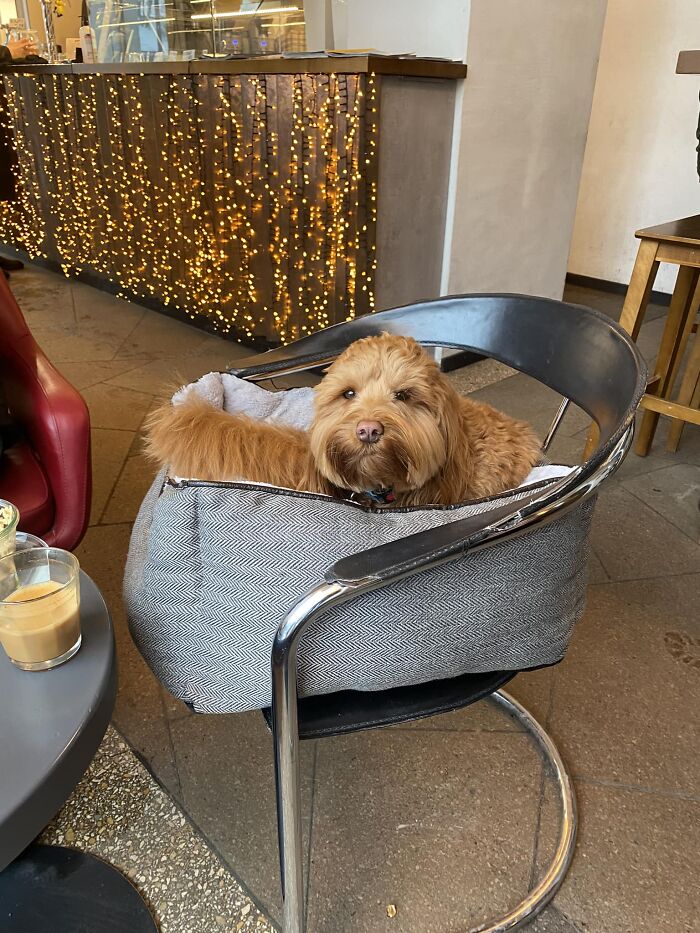 Sin querer elegí el mejor asiento de la cafetería. Enzo está cómodamente sentado a mi lado. P.D. No se ve, pero lleva pajarita