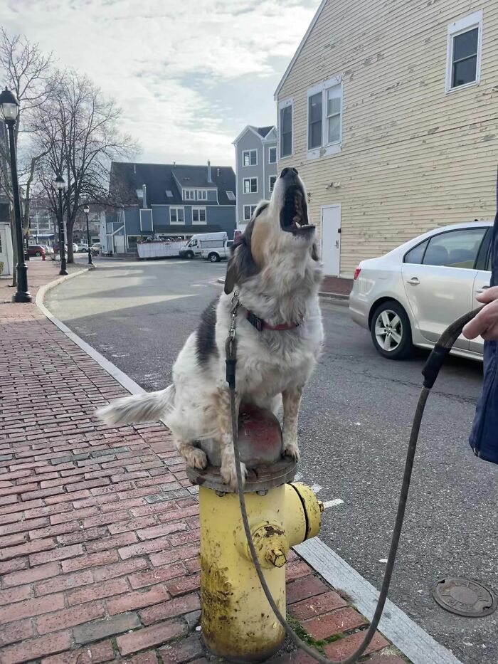 This Is Jessie ! She Came Up To My Roommate And I Asking For Pets When She Was Passing On Her Walk In Salem, Ma. After A Short Conversation About Her, Jessie’s Father Beckoned Us To The Nearest Fire Hydrant(Which Was About 10-Feet Away). She Hopped Onto It Without Prompt And I Wonder What A Shock It Was For Him When He Found Out She Does That. This Was Also My Favorite Part Of The Trip And A Story I Will Pass Onto My Grandchildren Now
