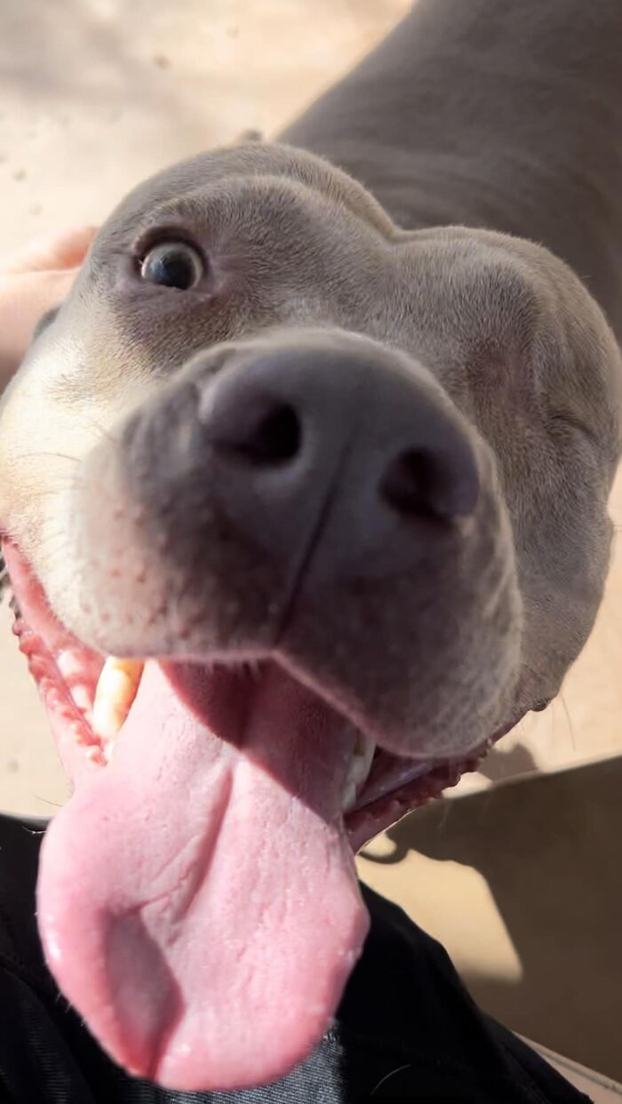 Me encontré con esta reina tuerta en el parque hoy y es un ángel
