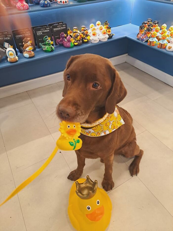 Conocimos a este simpático niño en la tienda de patos de Brighton, Reino Unido. Su madre le estaba comprando unos patos porque son sus favoritos