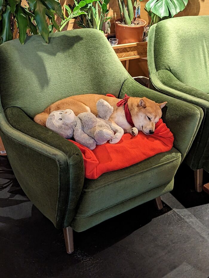 El perro de cafetería más lindo de Berlín