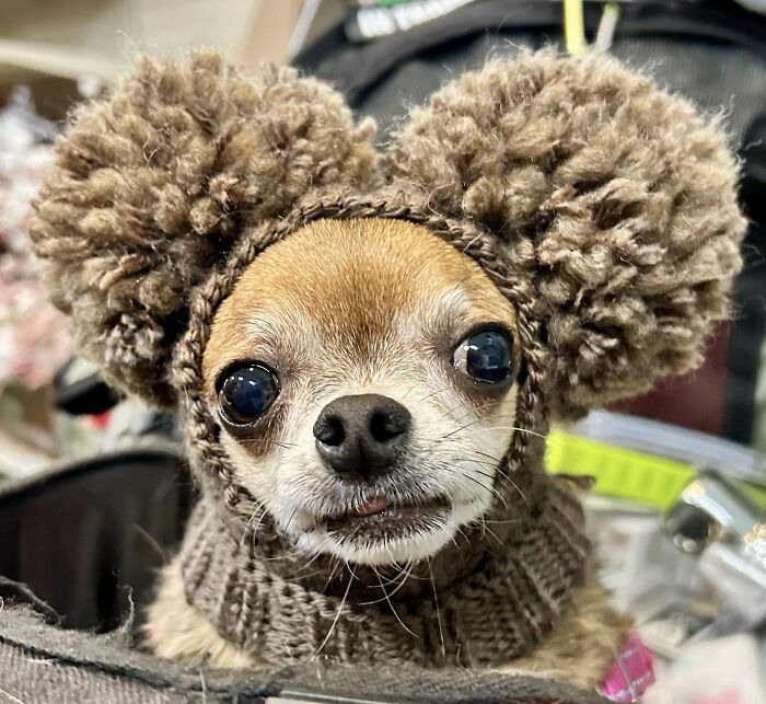 I Met Emmie Out Shopping Christmas Clearance Sales Today. Few Teeth. Lots Of Spice