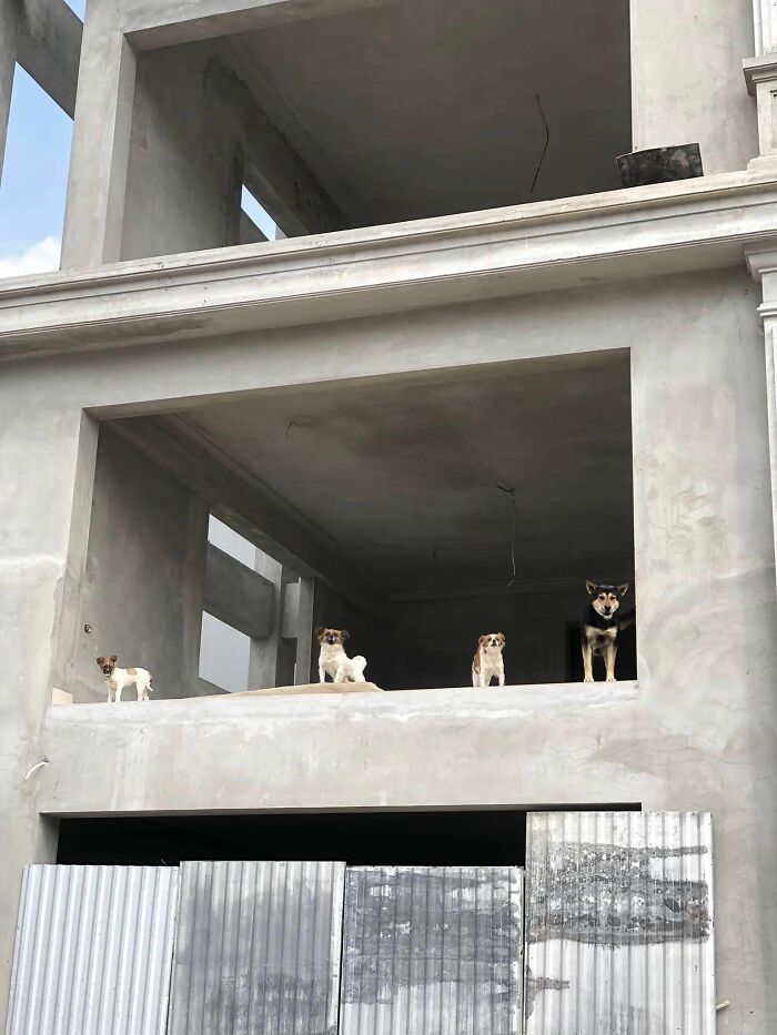 And We Meet Again!!! 4 Furry Guardians In This Abandoned Mansion! I Bet They Are Kings Here!!!