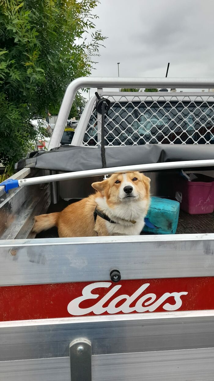 Met The Goodest Boi Out Christmas Shopping