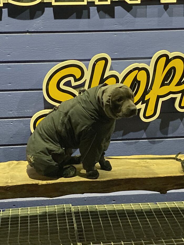 10/10 Would Spot Again