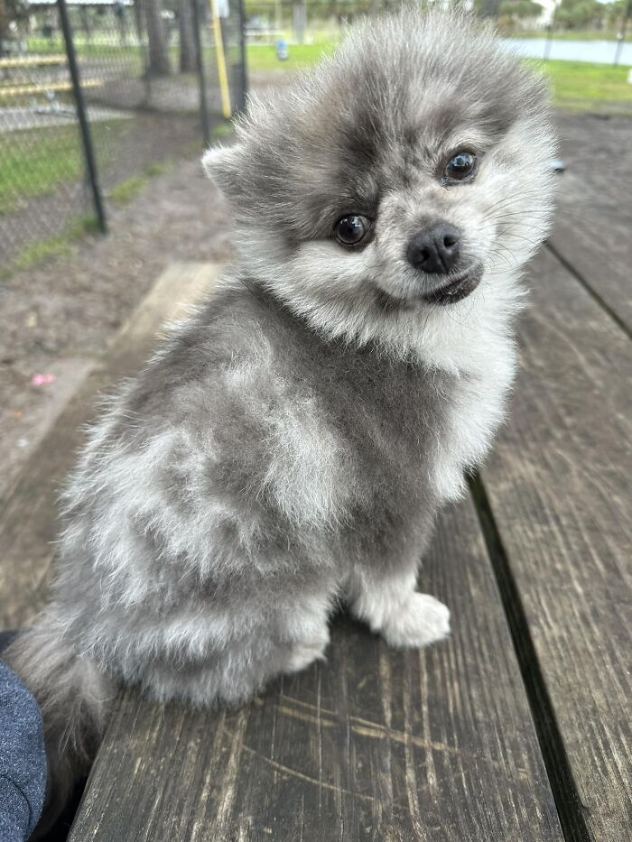 A Floofy Viking Catching The Breeze