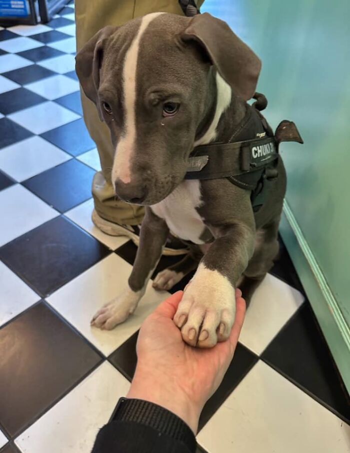 ¡¡¡Un cachorro!!! Le di mi mano para que la olfateara y ver si quería chocarla y él me dio su pata y toda la gente allí en plan "Oooh"