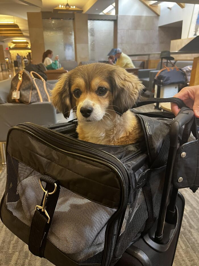 Spotted In The Dallas Airport, She’s 3