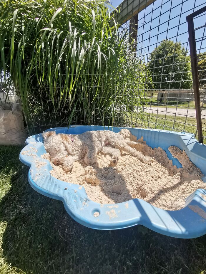 Esta es Greta. Le encanta su arenero