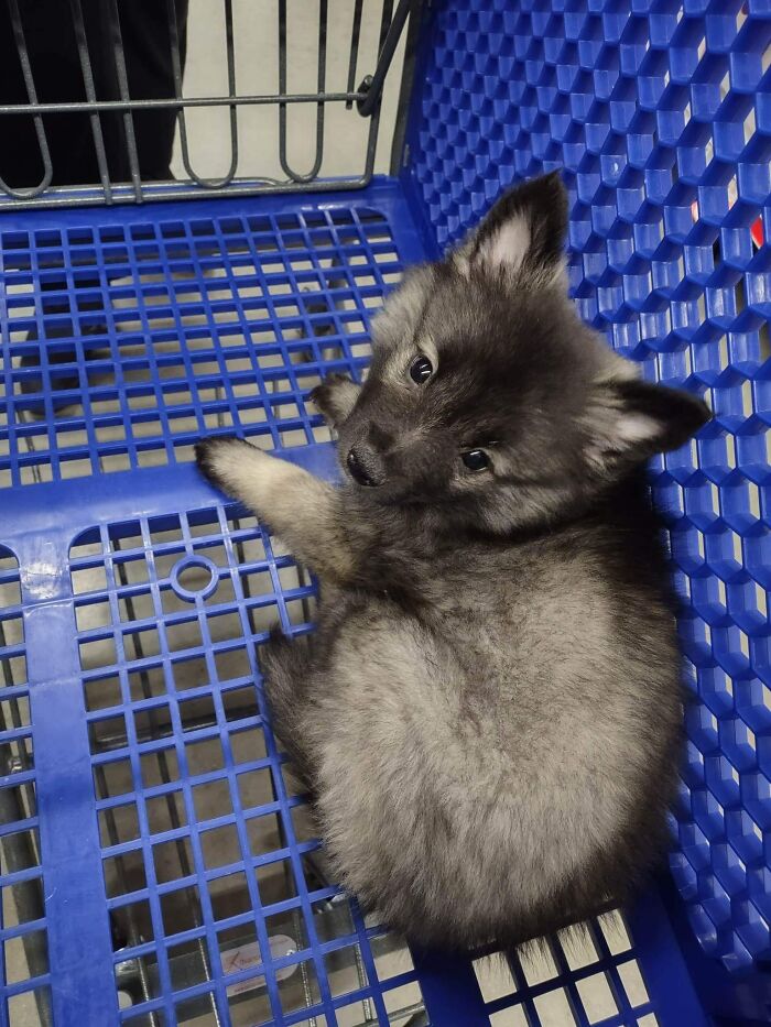 ¡Visto durante las compras navideñas de última hora!