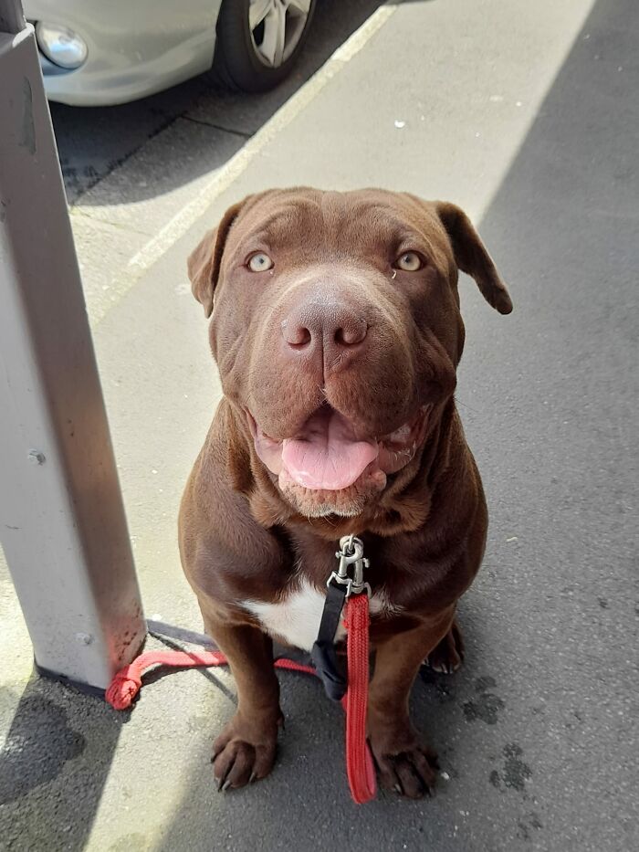 Spotted This Bïg Bööfer Outside Salvation Army This Afternoon. 10/10 Unit