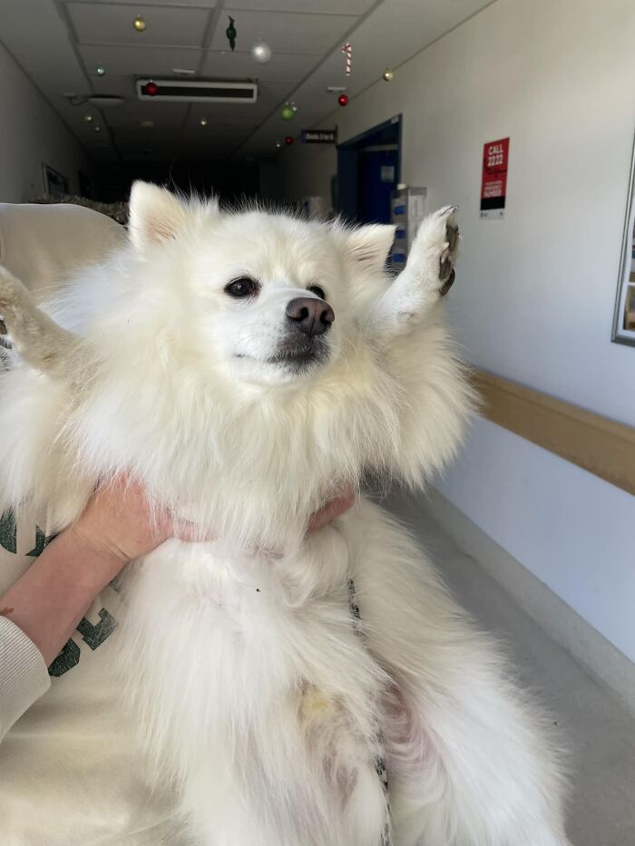 I Am A Nurse, Sometimes On Very Special Occasions They Allow Patients Dogs To Visit The Hospital. This Handsome Boy Is Bono