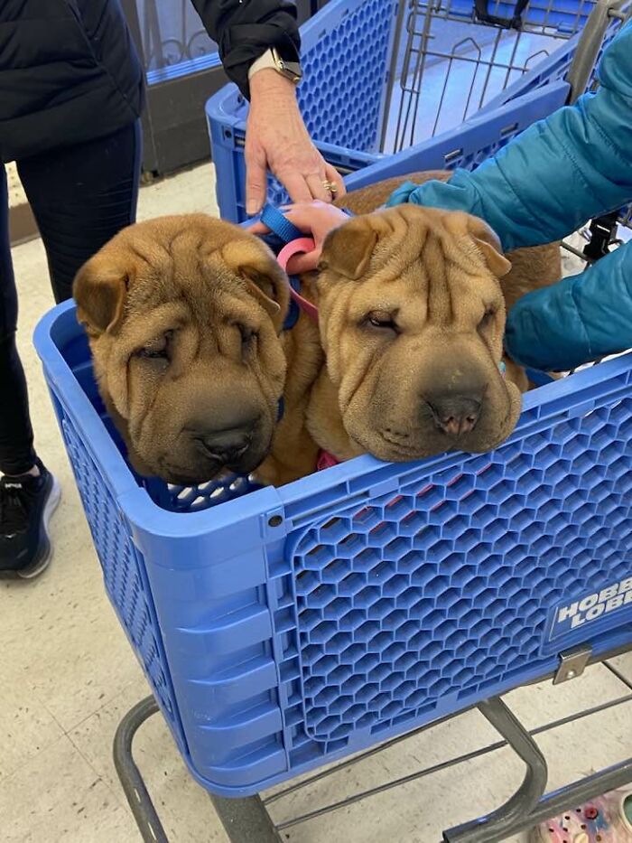 I Can’t Even!! Met T2 And Mabel At Hobby Lobby Today