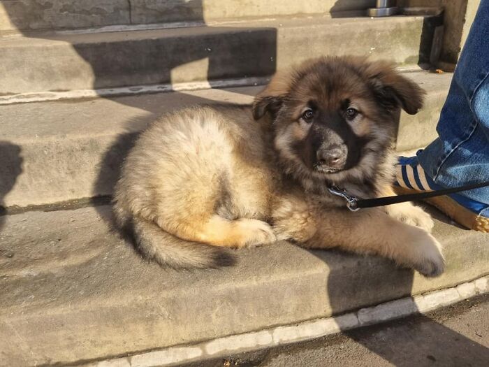 A Smol Floofy Cloud Came To Say Hi On My Lunch Break