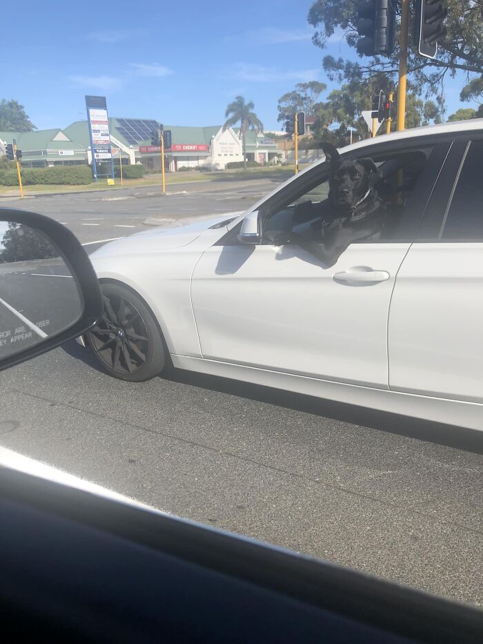Cool Doggo Out For A Sunday Morning Cruise!