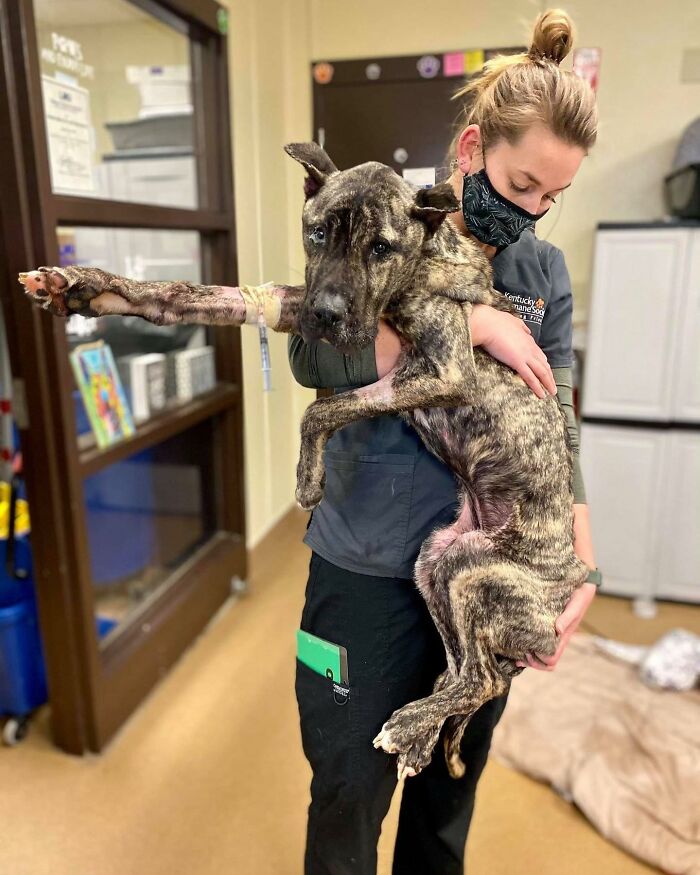 10 Inspiring Stories Of Pets Who Became Heroes Of 2022